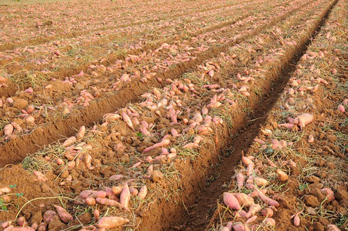 Sweet Potatoes in Mississippi | Muzzarelli Farms