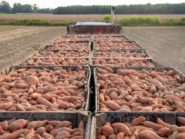 Sweet Potatoes | Wholesale Produce Mississippi | Muzzarelli Farms